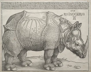 Le Rhinocéros