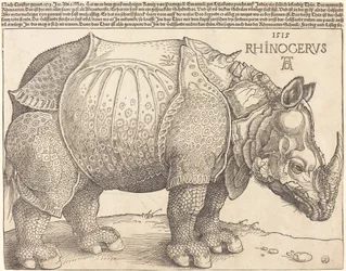Le Rhinocéros, 1515
