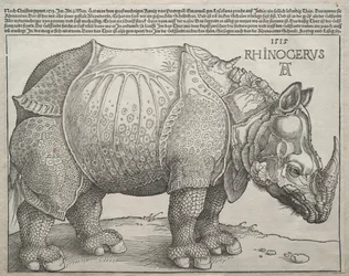 Le Rhinocéros