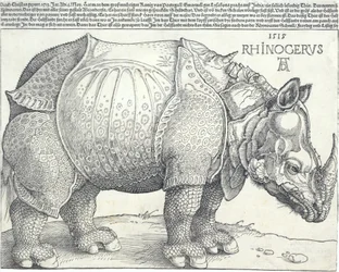 Le Rhinocéros, 1515