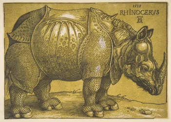Le Rhinocéros, après 1620