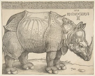 Le Rhinocéros