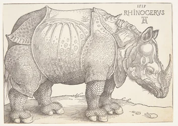 Le rhinocéros