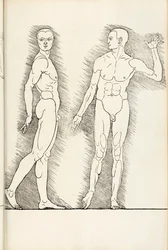Gravure anatomique de Hierinn sind begriffen vier bücher von menschlicher Proportion, 1528