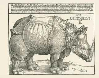 Le rhinocéros