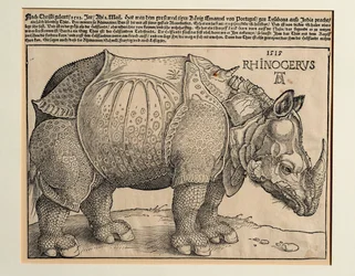 Le rhinocéros