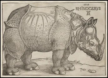 Le Rhinocéros, 1515
