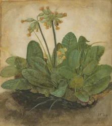 Touffe de primevères, 1526