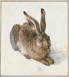 Jeune lièvre