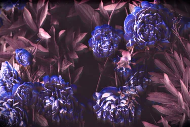 Notes bleues, 2019