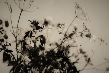 Décorations naturelles, 2019
