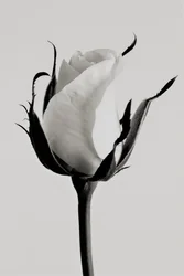 Rose blanche