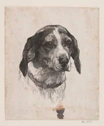 Une tête de chien