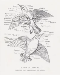 Diagramme d