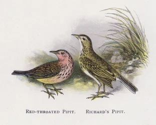 Le Pipit à gorge rousse, Le Pipit de Richard