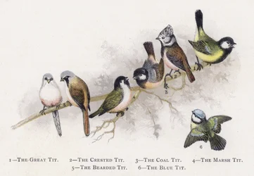 La Mésange charbonnière, La Mésange huppée, La Mésange noire, La Mésange nonnette, La Mésange à longue queue, La Mésange bleue