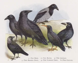 Le Corbeau freux, Le Grand Corbeau, Le Choucas des tours, Le Corbeau mantel, Le Corbeau noir, Le Crave à bec rouge