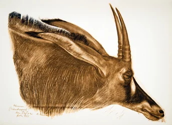 Antilope Hippotrague (Am Dafok)