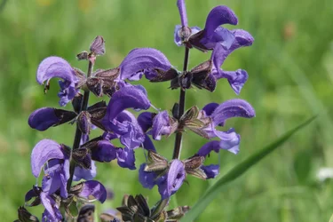 Fleur sauvage