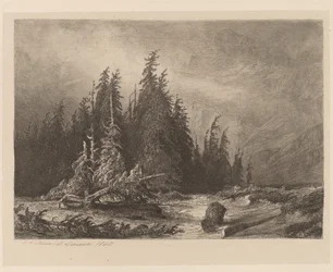 Pins de montagne