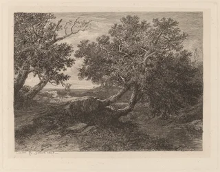 Ruisseau avec arbres surplombants