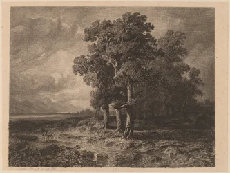 Arbres dans une tempête