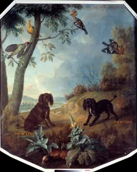 Noix de muscade et Hermine, les chiens de Louis XIV (1638-1715)