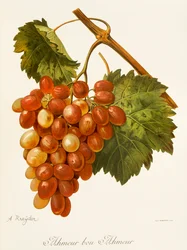 Raisin Ahmeur Bou Hameur par A. Kreyder