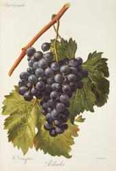 Raisin Bibiola