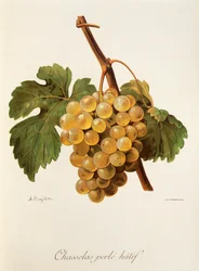 Chasselas Perlé Hâtif