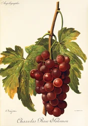 Chasselas Rose Salomon