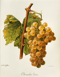 Raisin Chasselas Doré