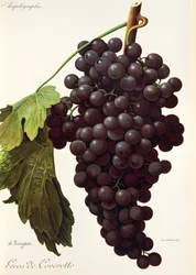 Raisin Gros de Coveretto