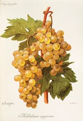 Raisin Madeleine Angevine