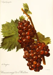 Raisin Muscat Rouge de Madère