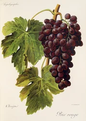 Prié Rouge