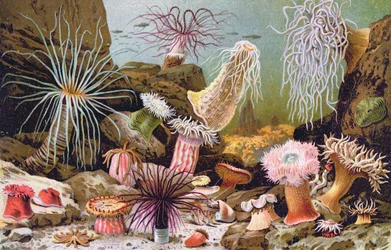 Anémones de mer, d