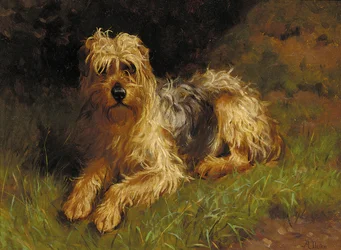 Terrier à poil doux