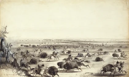 Une « chasse » de bisons par des Indiens, c.1858
