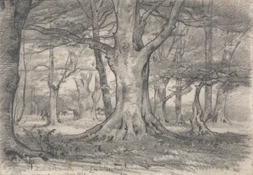 Paysage forestier près de Boldrewood