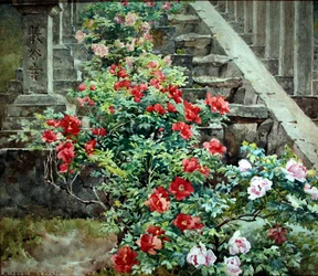 Pivoines arbustives à Hase Dera - marches vers le temple Kwannon, Japon