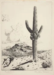 Le sentinelle (Sahuaro)