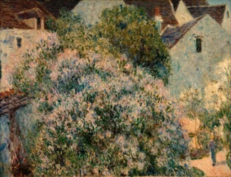 Le lilas dans mon jardin