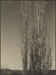 [Peupliers mourants, lac George]