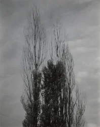 Poplars — Lac George
