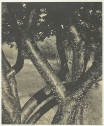 Les Arbres dansants, 1922