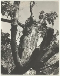 Le vieil érable - Lac George, 1926