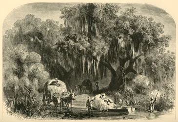 Les Ramasseurs de mousse, 1872