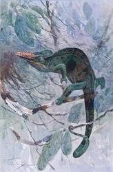 Caméléon africain, illustration de 