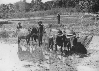 Buffles labourant des rizières, vers 1890, 1910